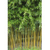 PHYLLOSTACHYS aureosulcata SPECTABILIS