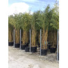 PHYLLOSTACHYS aureosulcata SPECTABILIS