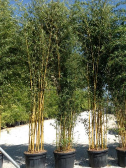 PHYLLOSTACHYS aureosulcata SPECTABILIS