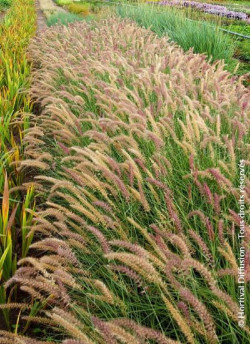 PENNISETUM orientale KARLEY ROSE