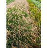 PENNISETUM orientale KARLEY ROSE