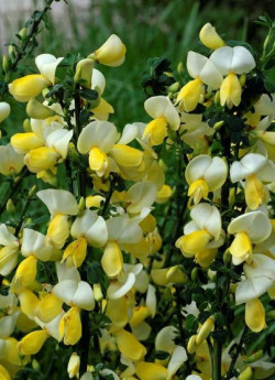 CYTISUS scoparius LUNA