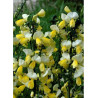 CYTISUS scoparius LUNA
