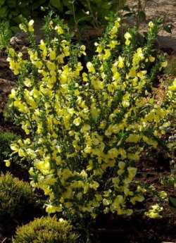 CYTISUS scoparius LUNA