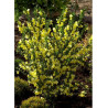 CYTISUS scoparius LUNA