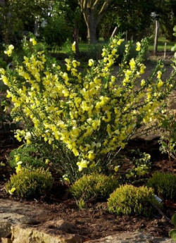 CYTISUS scoparius LUNA