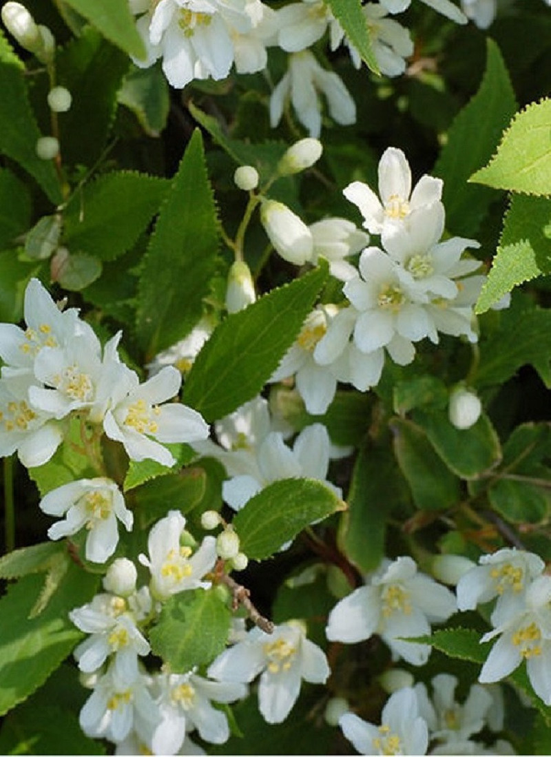 DEUTZIA gracilis
