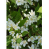DEUTZIA gracilis