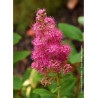 SPIRAEA BILLIARDII