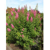 SPIRAEA BILLIARDII