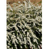 SPIRAEA cinerea GREFSHEIM