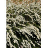 SPIRAEA cinerea GREFSHEIM