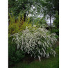 SPIRAEA cinerea GREFSHEIM