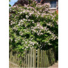 DEUTZIA hybrida MONT ROSE