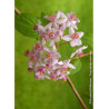 DEUTZIA hybrida MONT ROSE