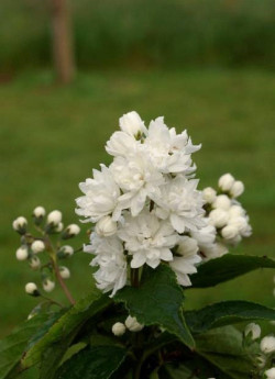 DEUTZIA magnifica