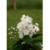 DEUTZIA magnifica