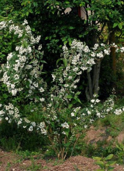 DEUTZIA magnifica