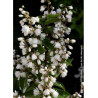 DEUTZIA scabra PRIDE OF ROCHESTER