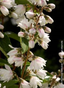 DEUTZIA scabra PRIDE OF ROCHESTER