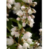 DEUTZIA scabra PRIDE OF ROCHESTER