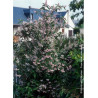 DEUTZIA scabra PRIDE OF ROCHESTER