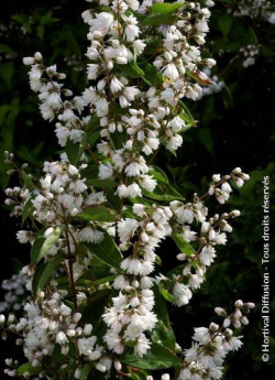 DEUTZIA scabra PRIDE OF ROCHESTER