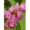 DEUTZIA TOURBILLON ROUGE