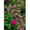 DEUTZIA TOURBILLON ROUGE
