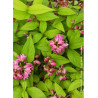 DEUTZIA TOURBILLON ROUGE