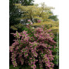 DEUTZIA TOURBILLON ROUGE