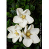 GARDENIA jasminoides KLEIM'S HARDY