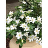 GARDENIA jasminoides KLEIM'S HARDY