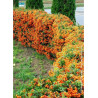 PYRACANTHA SAPHYR ORANGE