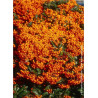 PYRACANTHA SAPHYR ORANGE