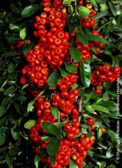 PYRACANTHA SAPHYR ROUGE
