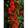 PYRACANTHA SAPHYR ROUGE