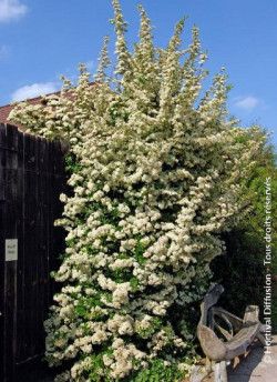 PYRACANTHA SAPHYR ROUGE