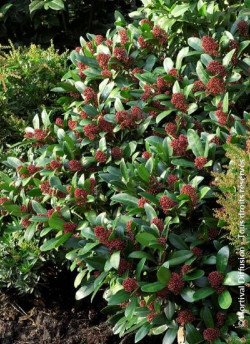 SKIMMIA japonica RUBELLA