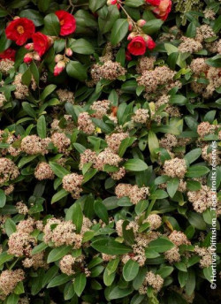 SKIMMIA japonica RUBELLA