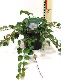 RUBUS BETTY ASHBURNER