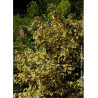 ELAEAGNUS ebbingei Gilt hedge