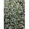 ERICA darleyensis BLANC