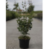 SYRINGA BLOOMERANG  DARK PURPLE En pot de 4-5 litres