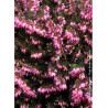 ERICA darleyensis ROUGE