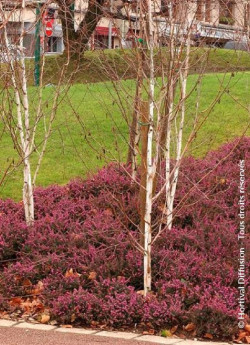 ERICA darleyensis ROUGE