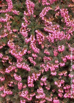 ERICA darleyensis ROUGE