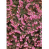 ERICA darleyensis ROUGE