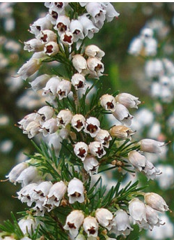 ERICA lusitanica