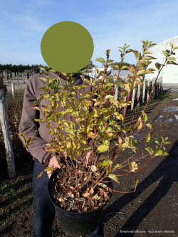 SYRINGA Josée En pot de 10-12 litres